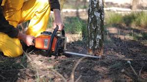 Professional Tree Removal and Landscaping Services in Fort Recovery, OH